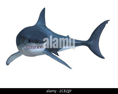 The Great White shark can be found in worldwide oceans and can live up to 70 years. Stock Photo