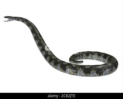 This predatory carnivorous Titanoboa snake lived during the Paleocene Period of Columbia, South America. Stock Photo