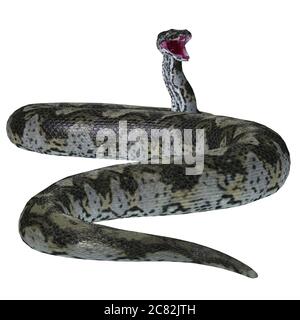 This predatory carnivorous Titanoboa snake lived during the Paleocene Period of Columbia, South America. Stock Photo
