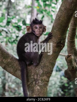 Vertical selective focus shot of a monkey sitting on a branch of a tree in the jungle Stock Photo