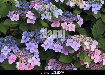 Hydrangea macrophylla 'Blue Wave', Hydrangea 'Mariesii Perfecta', lace cap Stock Photo