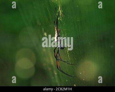 large female Golden Orb Web Spider stretched across vast web with long legs delicately touching the silken strands in Malindi,Kenya,Africa Stock Photo