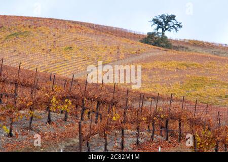 Solitary oak tree among the autumn colors in the rolling hills and vineyards of Paso Robles wine country, California Stock Photo