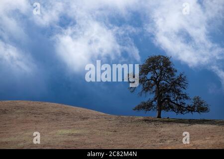 Single isolated oak tree in a brown field during a storm in Central California Stock Photo