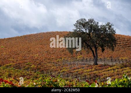 Solitary oak tree among the autumn colors in the rolling hills and vineyards of Paso Robles wine country, California Stock Photo
