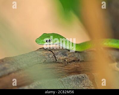 sinuous African Green Water Snake (Philothamnus hoplogaster) with bright ringed eye sliding through branches of tree in Galana province, Kenya, Africa Stock Photo