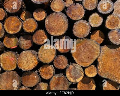 Close up of tree logs Stock Photo
