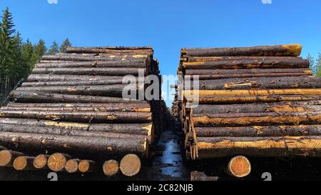 Stacked tree logs in the forest Stock Photo