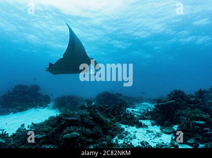 Reef Manta ray (Mobula alfredi) at the Great Barrier Reef Stock Photo