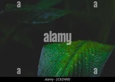 Water drops on green leaf Stock Photo