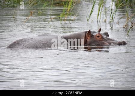 A Hippopotamus (Hippopotamus amphibius) in the water along the Zambezi River near to Victoria Falls. All that is seen is the top of the head and back. Stock Photo