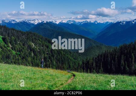 Hiker is waking through flower meadow trail in Olympic National Park Stock Photo