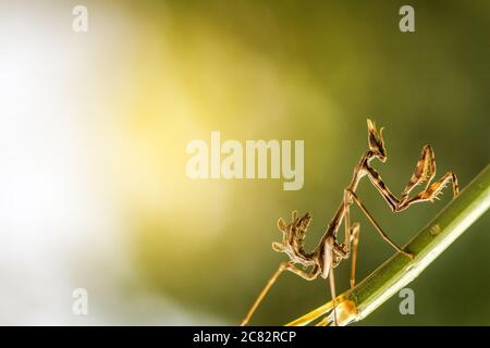 close up mantis in beautiful magical background Stock Photo