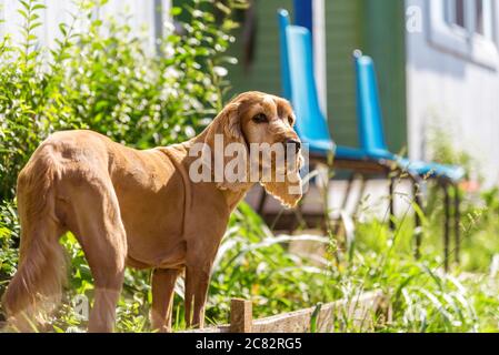 Cute american Cocker Spaniel puppy Stock Photo