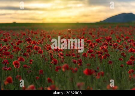 Vivid poppy field during sunset at summer Stock Photo