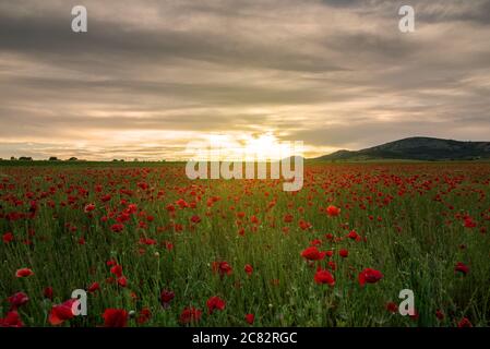 Vivid poppy field during sunset at summer Stock Photo