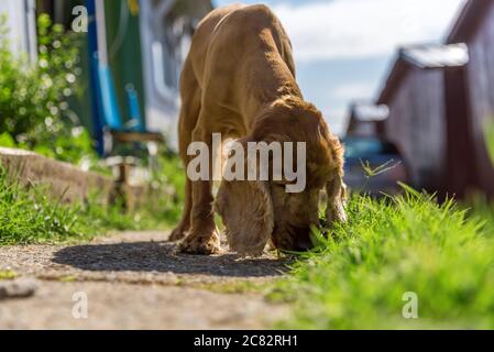 Cute american Cocker Spaniel puppy Stock Photo