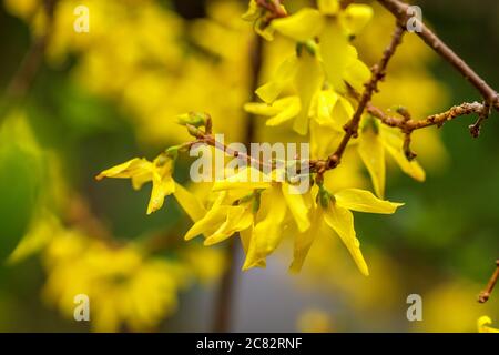 Spring yellow Forsythia europaea blossom in a sun rays on the blue sky background Stock Photo