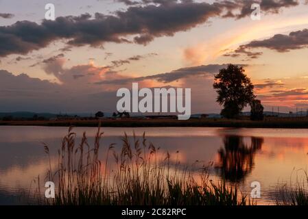 Silhouette tree at sunset in lake in summer Stock Photo