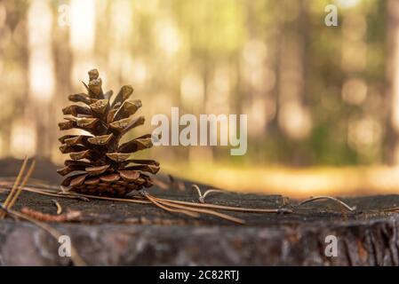 Pine cone on ground covered by needles in autumn Stock Photo