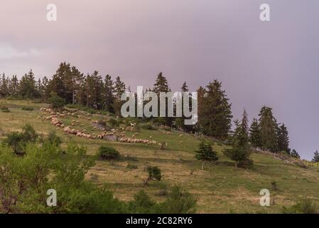 Flock of sheep with a shepherd in mountains Stock Photo