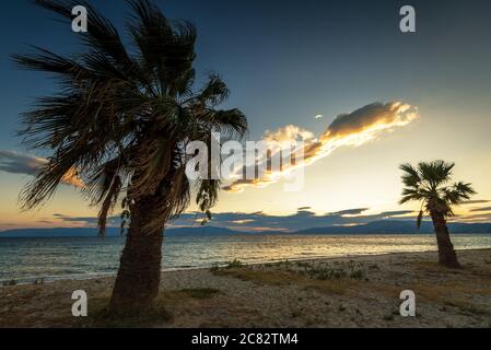 Palm tree on the tropical beach Stock Photo
