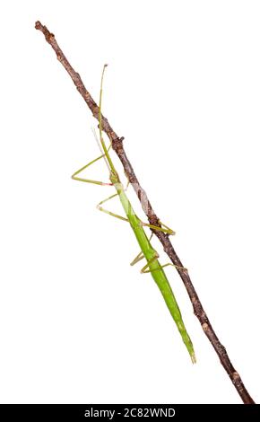 Walking Stick insect isolated on a white background. Phasmatodea ...