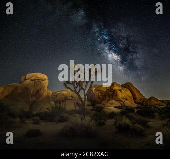 Joshua tree and the milky way Stock Photo - Alamy
