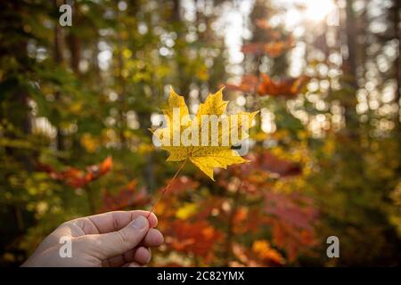 Closeup shot of a person's hand holding a dry maple leaf on a blurred background Stock Photo