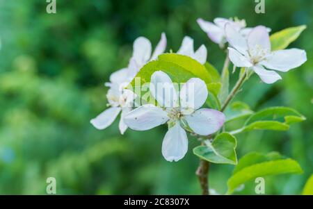 apple blossom malus domestica apple blossom close up view in summer Stock Photo