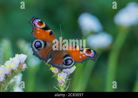 Aglais io peacock butterfly on flowers close up view Stock Photo