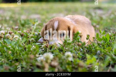 A young puppy lies on the grass and looks with sad eyes Stock Photo