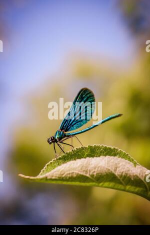A blue net-winged insect sitting on a Cosmos flower Stock Photo - Alamy