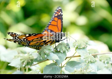 Mating Monarch Butterflies in courtship flight while eating Stock Photo