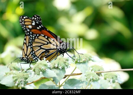 Mating Monarch Butterflies in courtship flight while eating Stock Photo