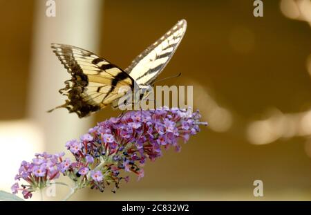 Tiger Swallowtail on Butterfly bush Stock Photo