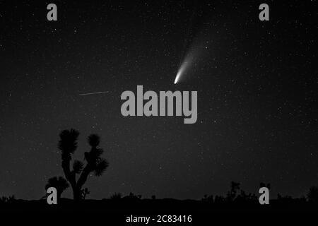 Joshua Tree, USA. 19th July, 2020. (Editors note: This image has been converted to black and white.) Comet NEOWISE is seen in the sky above Joshua Tree National Park in the Mojave Desert in California on July 19, 2020. The comet is named after NASA's Near-Earth Object Wide-field Infrared Survey Explorer. (Photo by Ronen Tivony/Sipa USA) *** Please Use Credit from Credit Field *** Credit: Sipa USA/Alamy Live News Stock Photo