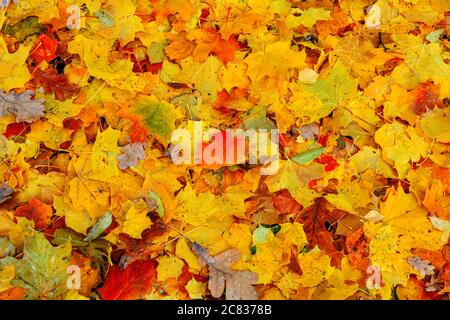 Autumn multicolored maple leaves lie on green grass. Autumn mood school time concept Stock Photo