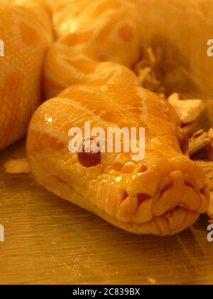 Closeup shot of a dangerous Burmese Python resting head on its body ...