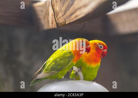 Cute, adorable and colourful love bird parrots Stock Photo