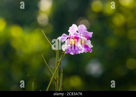 Papilionanthe Miss Joaquim is a hybrid orchid cultivar that is Singapore's national flower. Stock Photo