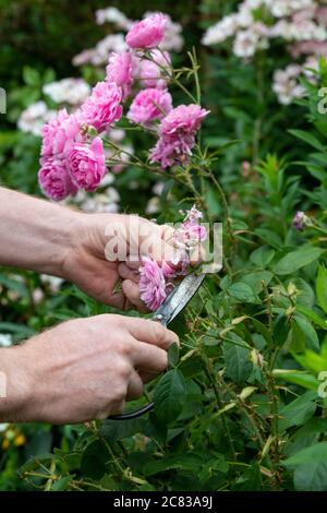 Gardener deadheading a pink shrub rose with garden scissors. UK Stock Photo