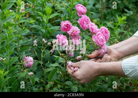 Gardener deadheading a pink shrub rose with garden scissors. UK Stock Photo