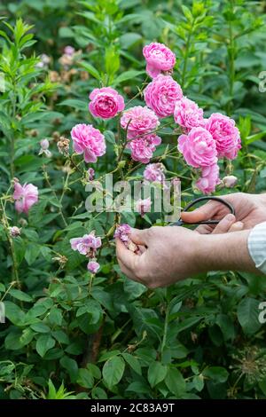 Gardener deadheading a pink shrub rose with garden scissors. UK Stock Photo