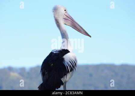 Australian Pelican (Pelecanus conspicillatus) standing proud on Camden Haven River at North Haven NSW Stock Photo