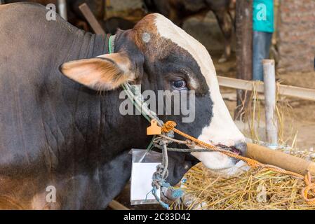 Cow for slaughter to celebrate Eid Adha Stock Photo