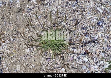 Plantago coronopus, Buck's-Horn Plantain. Wild plant shot in summer. Stock Photo