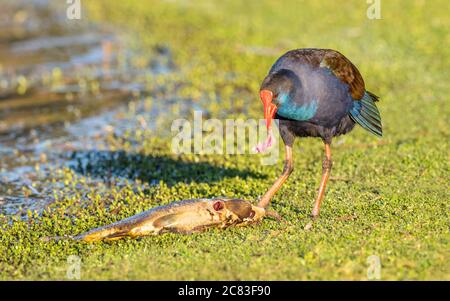 A Purple Swamphen (Porphyrio porphyrio) feeding on a carp at Herdsman Lake in Perth, Western Australia. Stock Photo