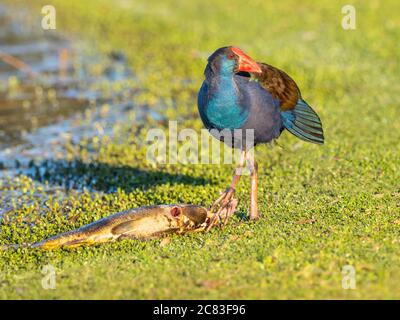 A Purple Swamphen (Porphyrio porphyrio) feeding on a carp at Herdsman Lake in Perth, Western Australia. Stock Photo