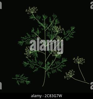 dill. Vector illustration. Dill branch, inflorescence and leaves Stock Vector